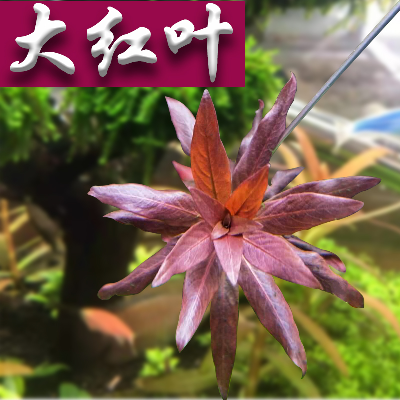 Large red leaf water grass fish tank landscaping in the background background self-propagation requires water grass mud red positive stem plants