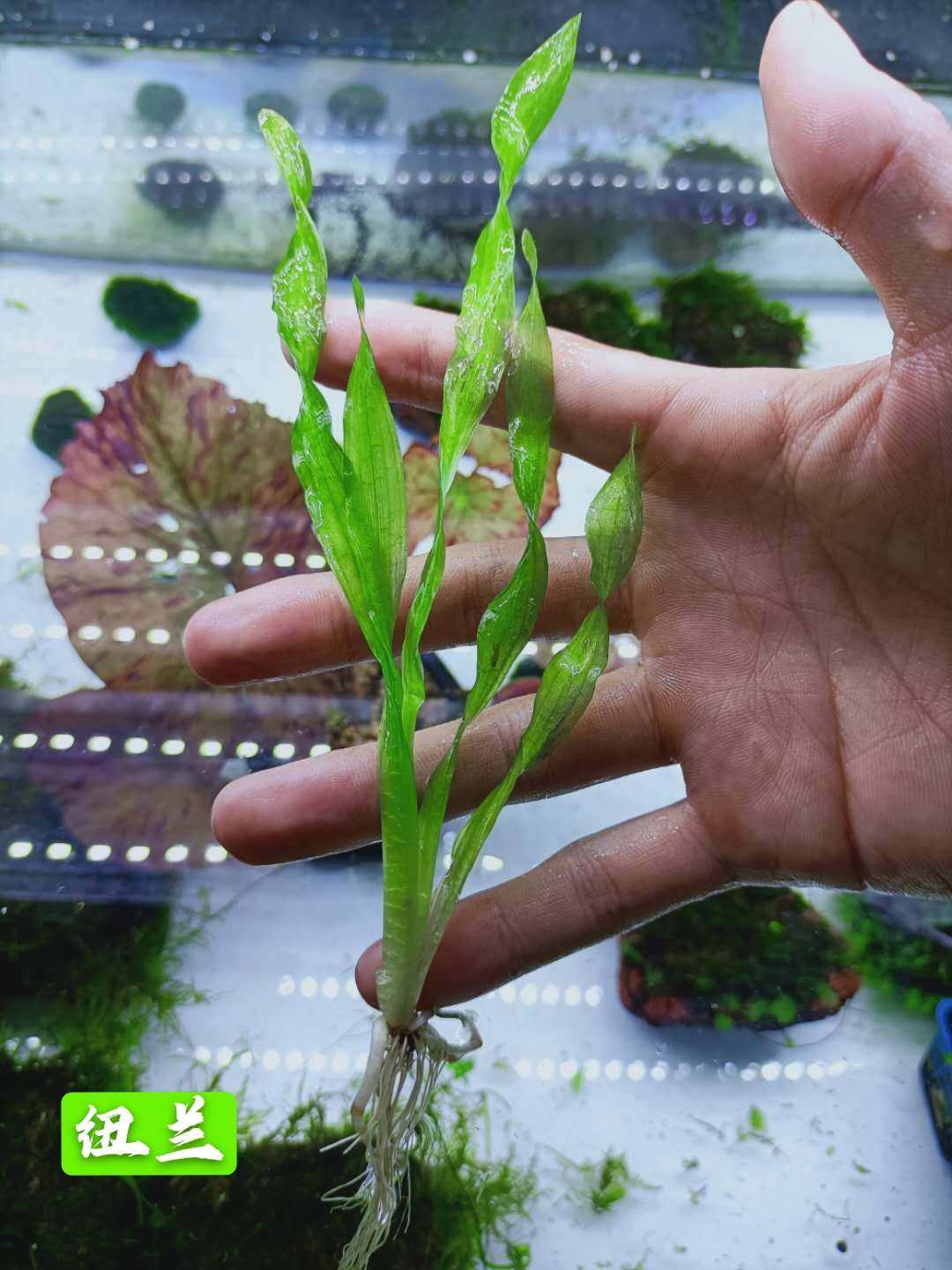 北美水兰水草,水兰水草,大水兰水草_大山谷图库