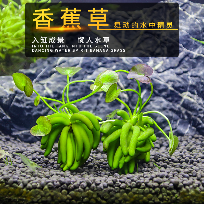 Banana Grass Banana Water Grass Fun Ornamental Fish Cylinder Negative Sloth Fresh Water Aquatic Plants Grass cylinder Scape Plan