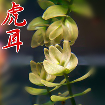 In the afterview of the aquatic plants in the aquarium landscape the live fresh water plants need to be planted with the stems.