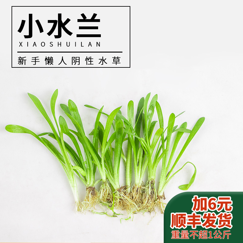 Mini little water Lander straw cylinder building prospect grass new hand starter negative water grass without carbon dioxide good to keep alive