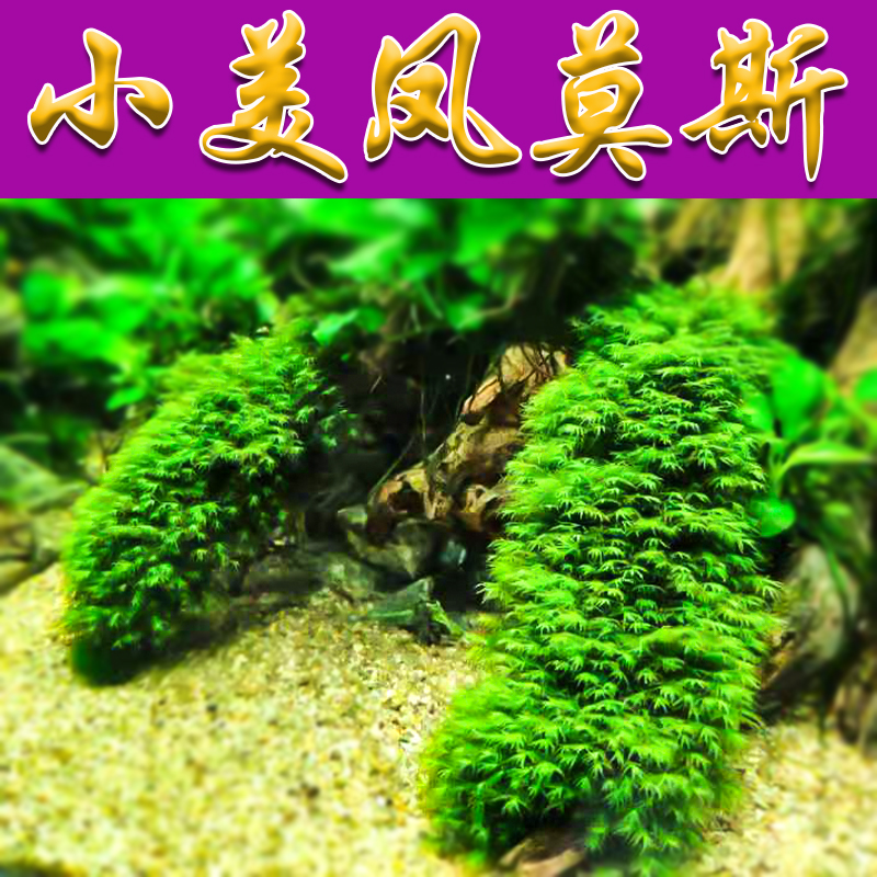 Mini-Little Metrophonomus Live Water-negative Freshwater Plant Grass Cruise Binded Wood Shrimp Cruise to Avoid Breeding
