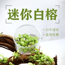 Singapore APC tissue culture water grass flower spotted Banyan mini water Banyan spotted Banyan black mini white Banyan landscape