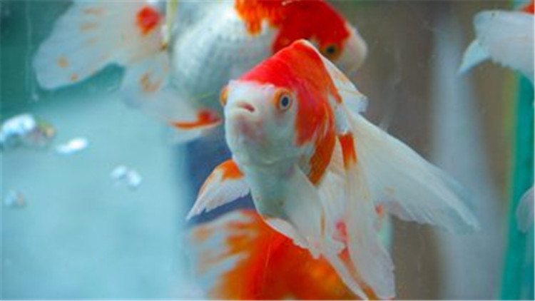 新手福利 七大最好養的金魚 淘寶海外 新手福利 七大最好養的金魚 淘寶海外