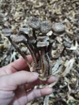 Deer antler fungus 500g Deer antler fungus dry goods Farm specialty dry goods