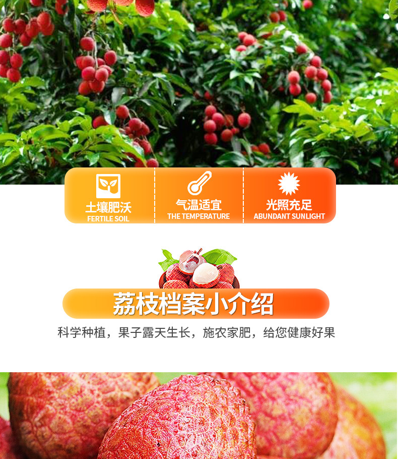 海南妃子笑现货秒发新鲜荔 3斤 坏果包赔 图4