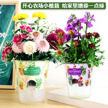 Small flower farmers potted automatic absorbent childrens kindergarten Four Seasons green plant diy fruit flower small plant Indoor Open