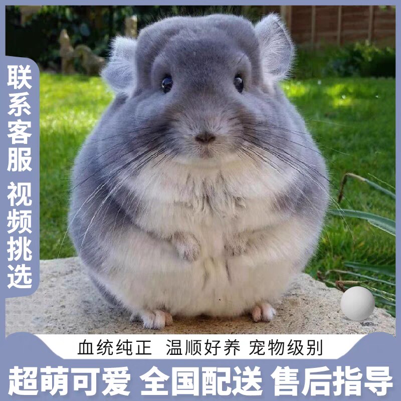 2025年最值得入手的龙猫活体幼崽+带笼套装避坑指南|北京已打疫苗卷毛长毛公仔-龙猫-淘宝好物网