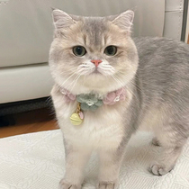 Gold gradient kitten purebred British short bear version blue and gold race-level pedigree cat long hair purple gold short-footed cat pet living body