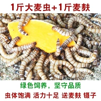 1 кот из ячменных жуков 4-6 см+1 фунт пшеничных отрубей плохая сумка, чтобы отправить пшеничные отруби