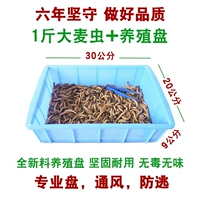 1 кот из ячменных насекомых+племенная тарелка Плохие одиночные сумки для отправки пшеничных отрубей 镊