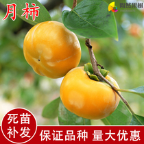 Fruit trees Miao tomatoes Miao graft non-nuclear de-astringent persimmon Miao Miao Miao Miao City of the year Results of the tomatoes saplings