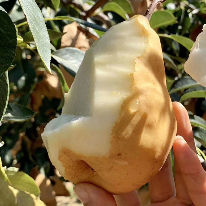 中华丑梨，孕妇也能放心吃的当季美味！10斤装怎么选？-梨-淘宝好物网
