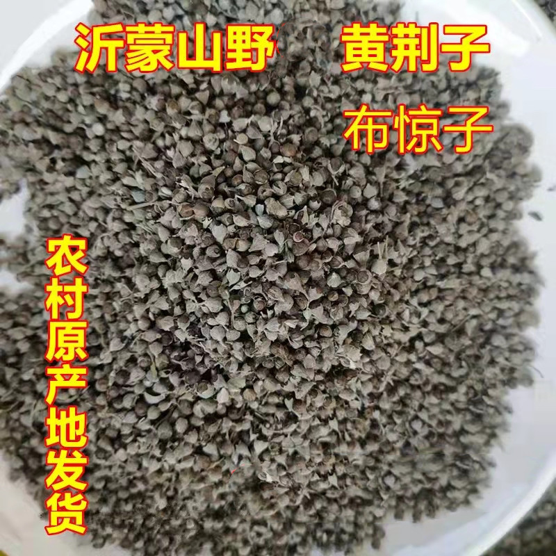Yellow jingzi freshly dried jingke seeds wild cloth startled seeds golden seeds pillow core sleep raw jingke seedlings potted plants