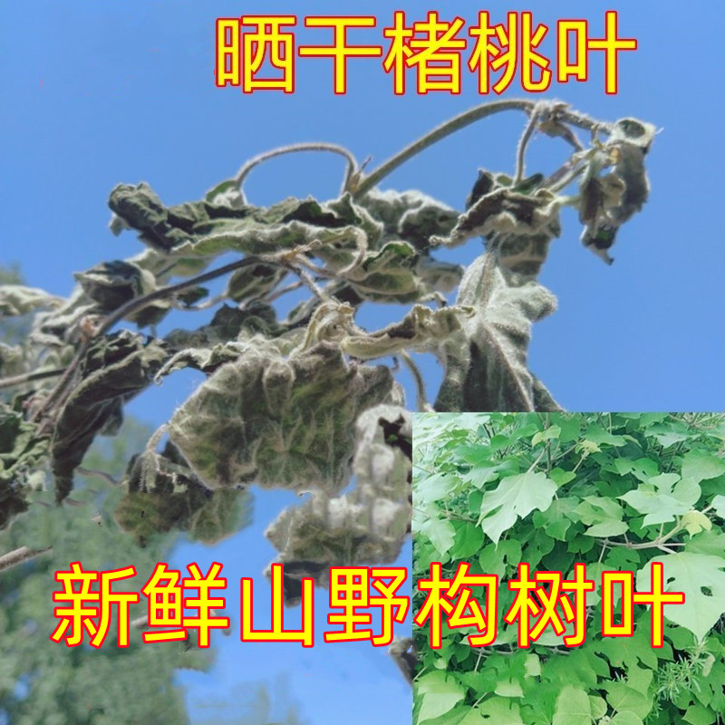 Wild Dried Peach Leaves Fresh Chu Peach Leaf Composition Leaves Peach Leaves Grass Chinese Medicinal Materials Generation Farmers Self-Collected Yimeng