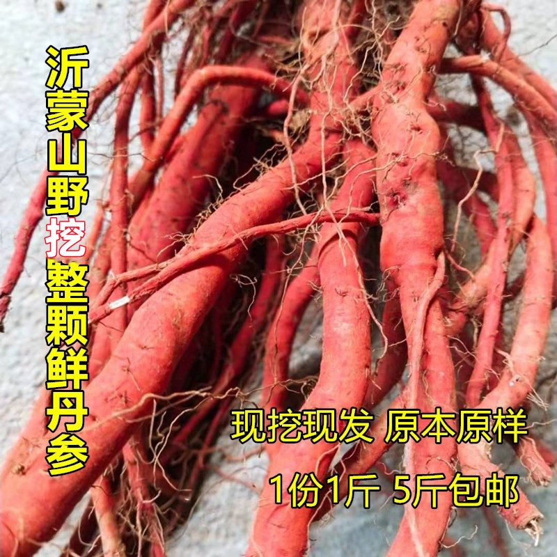 Fresh wild purple salvia miltiorrhiza Chinese herbal medicine whole plant is now digging purple flower salvia miltiorrhiza tea red ginseng seedlings wholesale herbal medicine