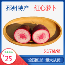 (Pizhou red radish)Wear the heart of the radish farmers own fruit and vegetables are now pulled out 5 5 pounds