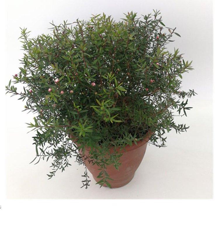 花卉植物松红梅盆栽花苗腊梅花四季开花室内盆景好养绿植松红梅-阿里巴巴