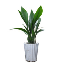 One leaf orchid potted plant indoor living room balcony Four Seasons evergreen potted bonsai cold-tolerant hydroponic foliage plant seedlings