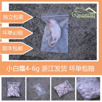 Frozen milk mouse independent packaging powder skin white cream creeping pet feed cat snacks white rat tortoise grain