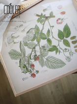 CoolerColour retro botanical map Raspberry Fruits Fruits Nordic Medieval Decorative Posters Hanging