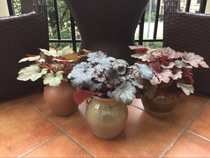 Earth Pottery Jars Yunnan Handmade Coarse Pottery Home Multi-Meat Flower Pot Static Furnishing Sketch green plant Vase Bottler-Taobao