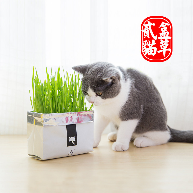 Uncarded lazy cat grass seed potted soilless hydroponic planting set wheatgrass seed catnip snack