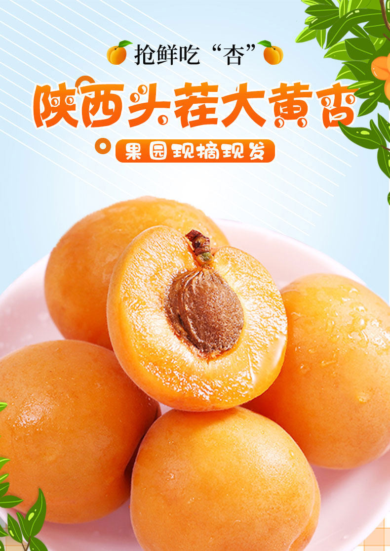 果员外 新鲜陕西大黄杏 5斤 天猫优惠券折后￥16.8起包邮（￥21.8-5）
