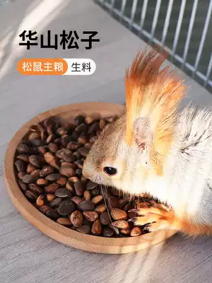 Big-eyed flying squirrel feed raw pine nuts Squirrel food Squirrel food pine nuts do not open in bulk wild raw Huashan pine nuts