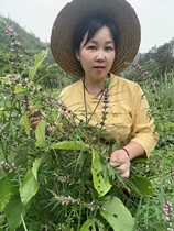 Wild motherwort in the mountains of Hunan red flower moxa motherwort artemisia and motherwort freshly picked natural and authentic Chinese medicinal materials