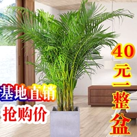 Sanjiefishi Potted Phoenix Bamboom Room Гостиная Большая зеленая кокосовая кокосовая кокосовые орехи Гавай