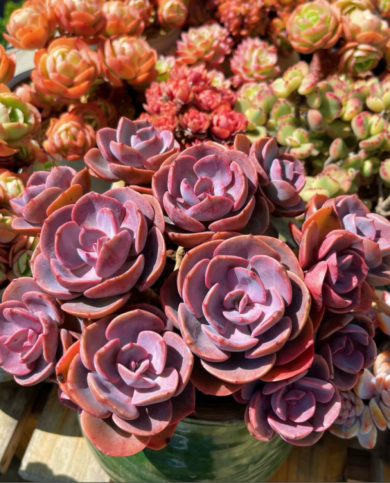 幸福多肉花卉