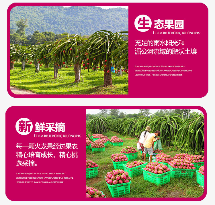 越南白心火龙果5个