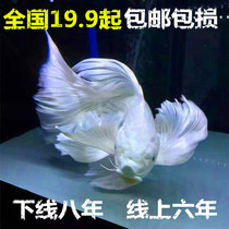Taiwan Butterfly Carp Zhengzong Platinum Dragon Phoenix Ornamental Fish Living Pure Species Butterfly Dragon Carp Butterfly Brocade Carp