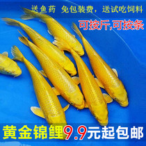 Gold brocade carp ornamental fish cold water fish goldfish living yellow carp fish for good and easy to live feng shui fish