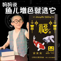 Taiwan butterfly carp special feed butterfly brocade carp food white gold dragon pineal brocade carp grain ornamental fish feed