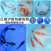 Watch Fish Cold Water Fish Brocade Carp Silver Pine Leaf Golden Pine Leaf Fire Carp Carp Autumn Cuisines Carp