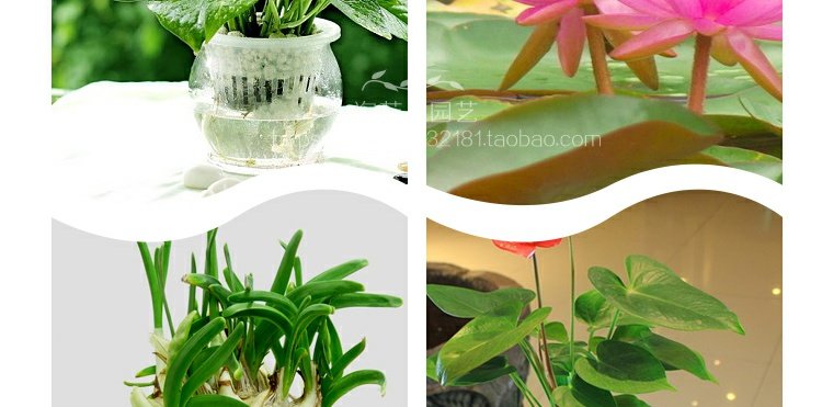 Vật tư làm vườn, cây thủy canh, dung dịch dinh dưỡng đặc biệt, hoa cô đặc, cây xanh, dung dịch dinh dưỡng, cá hoa, dung dịch dinh dưỡng dụng cụ làm vườn chuyên nghiệp
