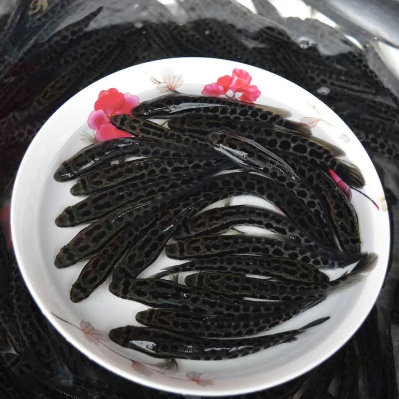 黑鱼苗淡水养殖大揭秘:乌鳢生财,冷水观赏鱼也能变成餐桌美味!-笔筒-淘宝百科网