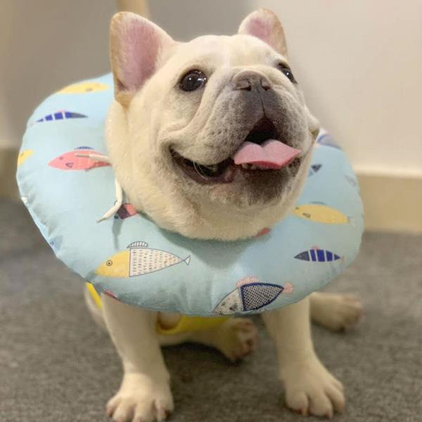 ПЭТ Элизабет 伊丽莎白圈猫咪狗狗绝育圈防舔防抓软项圈可调节脖圈宠物用品头套