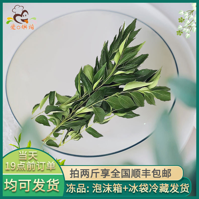 Fresh curry leaf 500g authentic nine miles southeast Asian food fresh pick daily