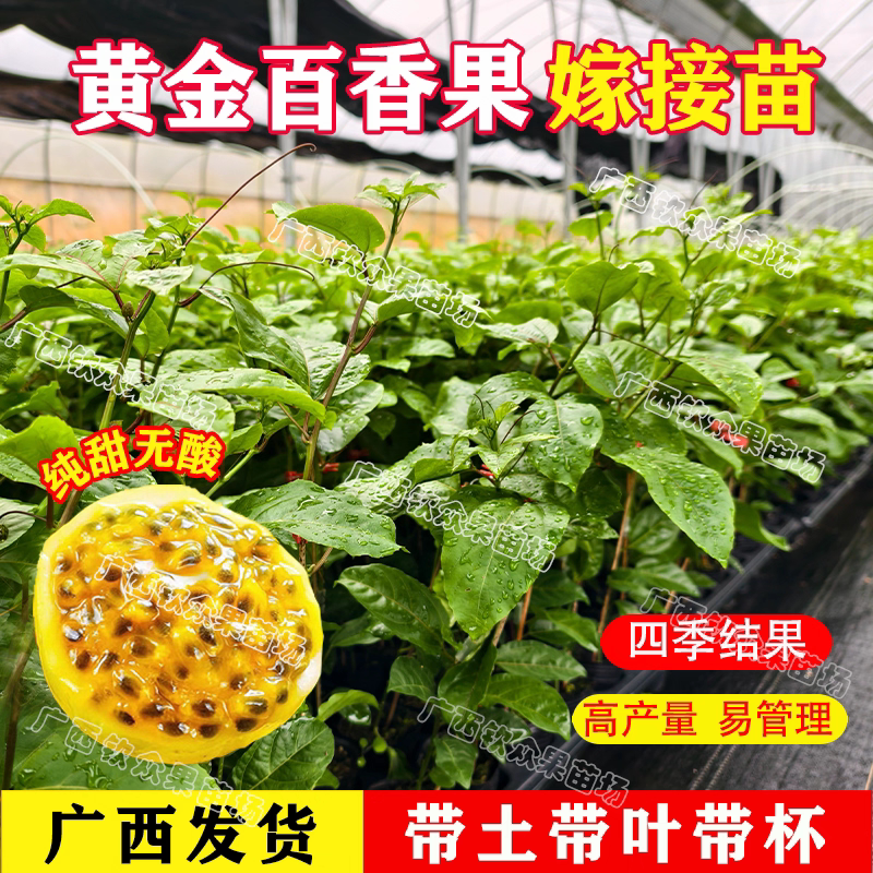 广西钦众果苗场的LOGO