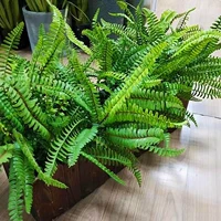 5 папоротников