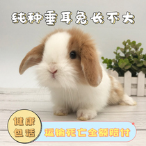 Lop-eared Rabbit Live small Pygmy Rabbit Small pet Rabbit Live Dodge Rabbit Hyacinth Begonia Shih Tzu