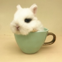 Stage Double Pedigg Pet Rabbit Mini Tea Cup Rabbit Dutch Rabbit Rabbit Coeared Rabbit Coeared Rabbit is not small in size