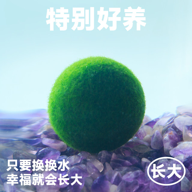 Marimo Marimo happy ball algae is very cute hydroponic seaweed ball fried hair ball algae good green plants