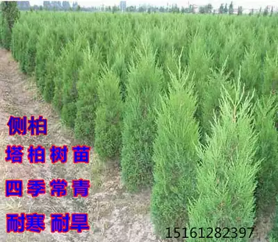 Tabai pine and cypress saplings cemetery side cypress flat cypress seedlings four seasons green pagoda pine long cypress round cypress seedlings Qingming saplings