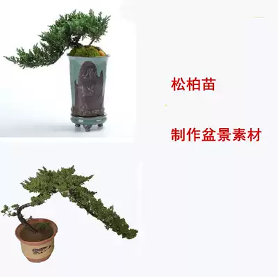 Cypress seedling bonsai pine and cypress bonsai production material cypress seedling balcony cold-resistant indoor paving cypress seedling