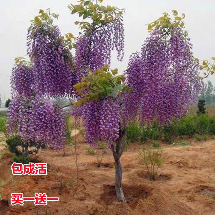 Balcony Potted Purple Vine Flower Sapiens climbing Vine Plant Courtyard Wall Four Seasons Flowering Green Plant Flowers vine Vine Flowers