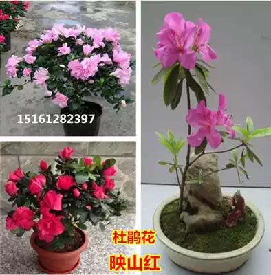 Rhododendron potted plants blooming in the year outdoor balcony flowers plants with flowers indoor good garden hair Juanhua